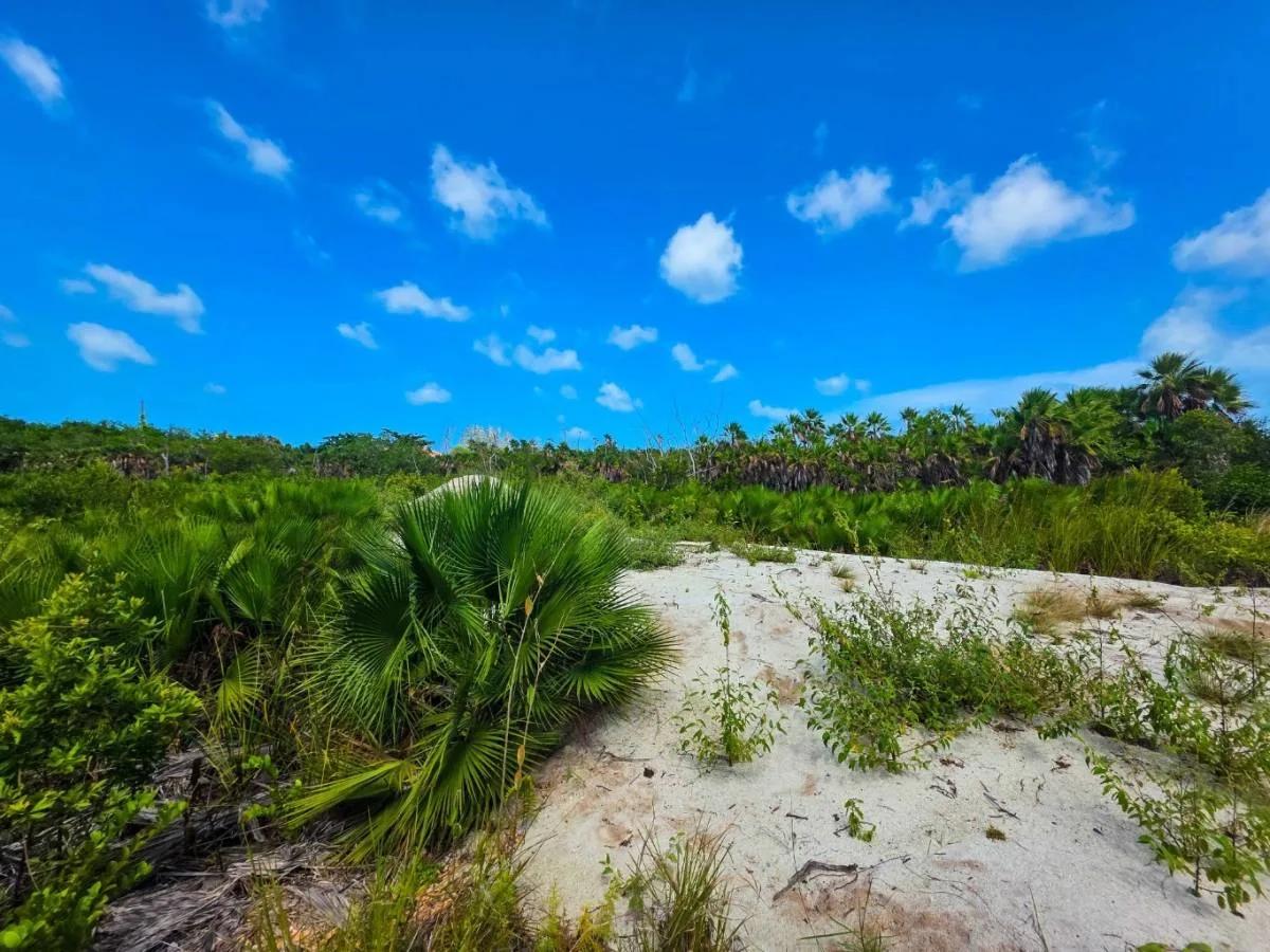 Large Caribbean Way Lots - Photo 8