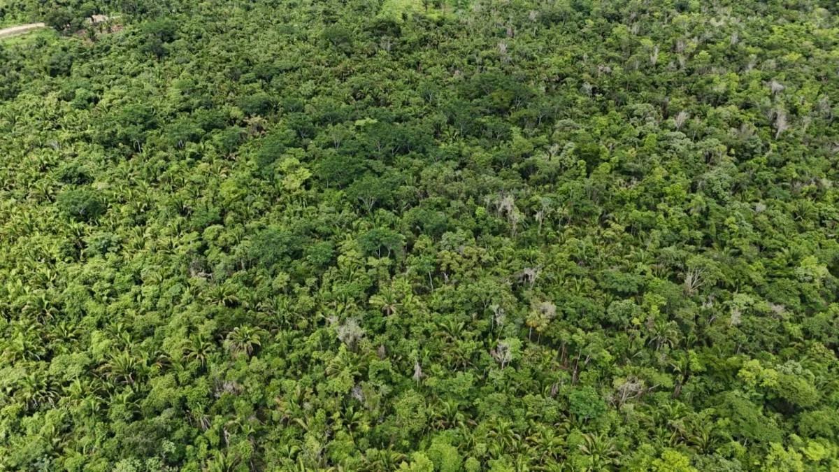 20 Acres in Crique Troso, Mafredi, Toledo District - Photo 8