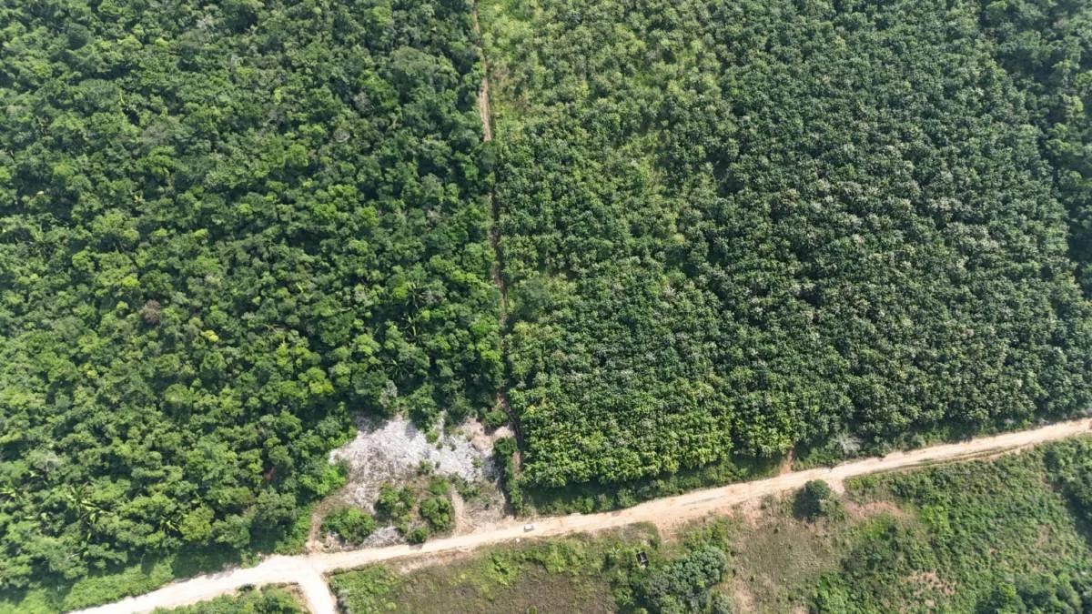 50.463 acres Teak Plantation "Investment Property" in Southern Belize! - Photo 4