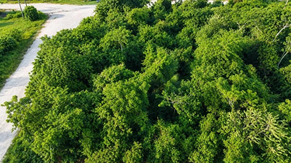 Prime Residential Lot with Mountain Views in San Ignacio - Photo 3