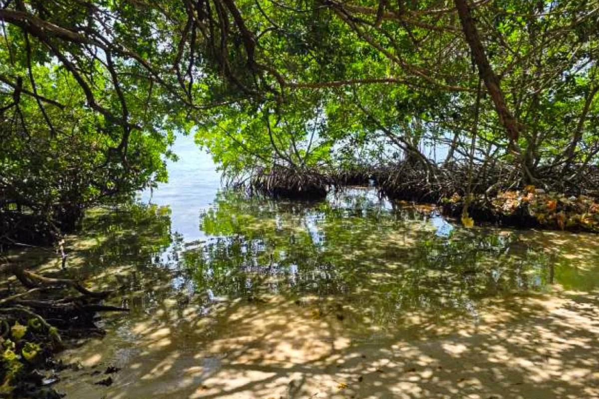1.4-Acre Private Island for Sale | Buttonwood Caye, Placencia, Belize - Photo 6