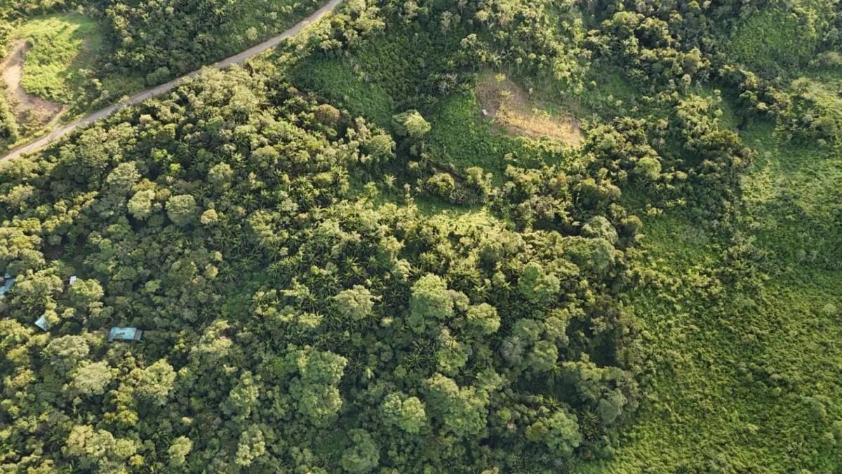Fantastic 51.42-Acre Farm for Sale – The Farm Inn, Toledo, Belize - Photo 5