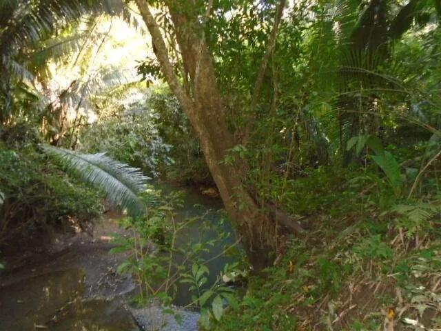 30 plus acres of rugged, elevated and fertile land hugged by two all-weather creeks. - Photo 2