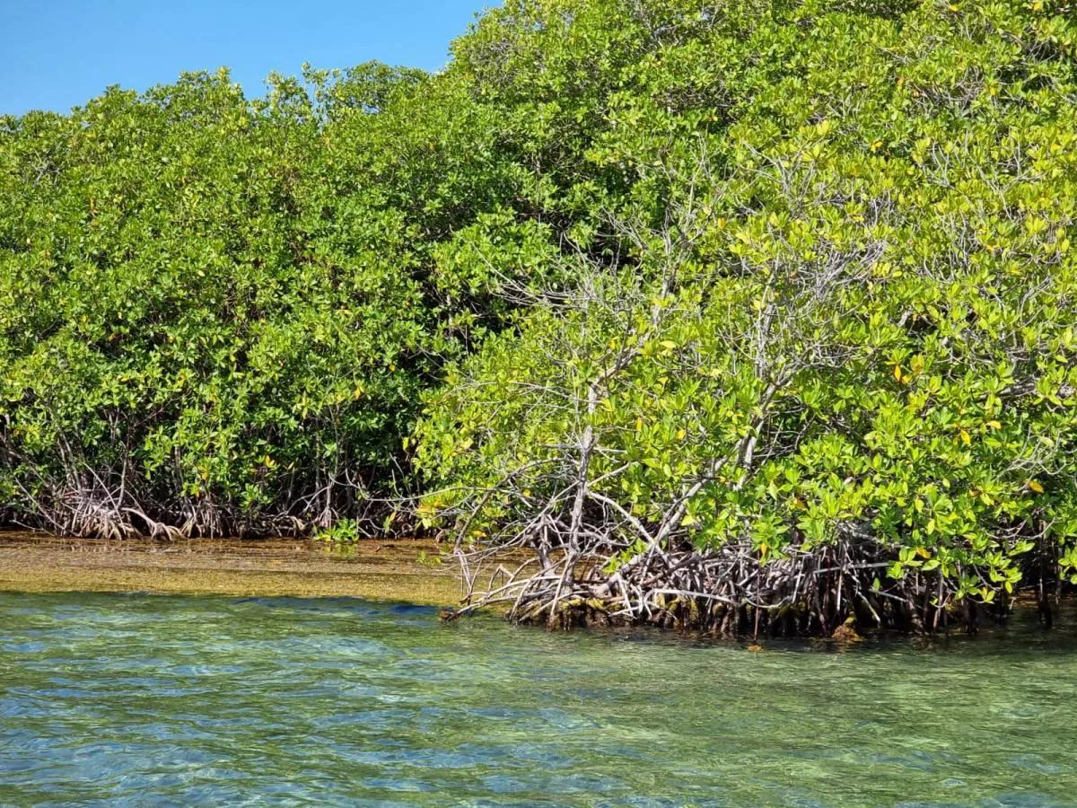 5 acre Private Island Near Ambergris Caye - Photo 8