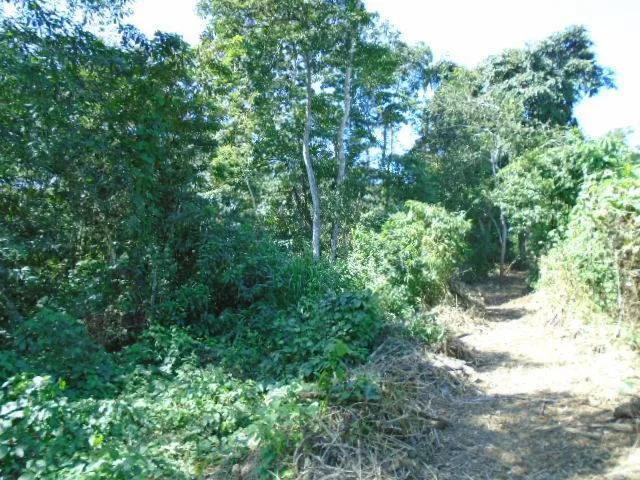 21 elevated acres of pristine forests with 300 plus meters of river frontage. - Photo 3
