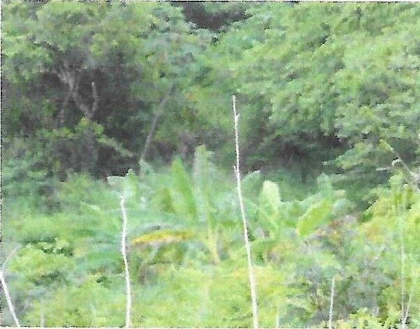 Prime Land In the Nation’s Capital - Photo 5