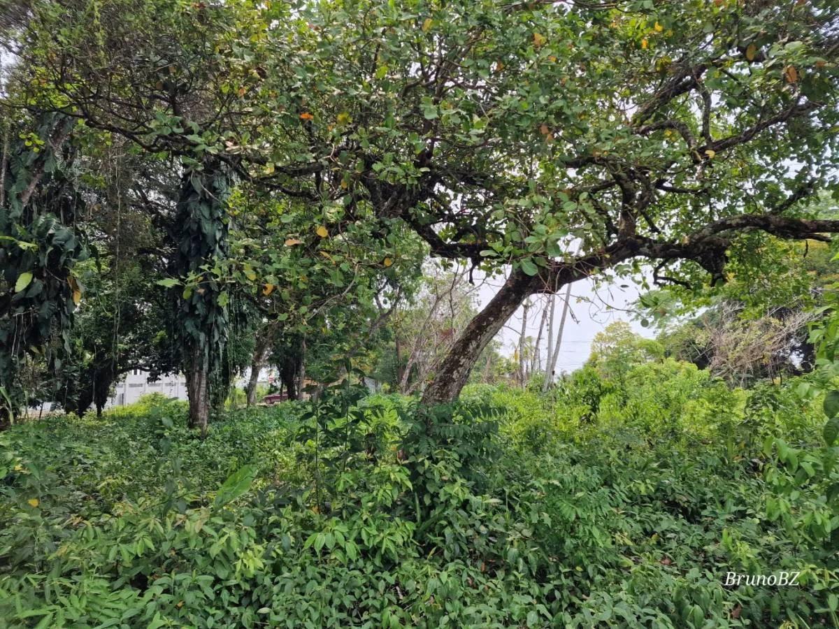 Unique opportunity to own prime land near the Caribbean Sea in Toledo - Photo 4