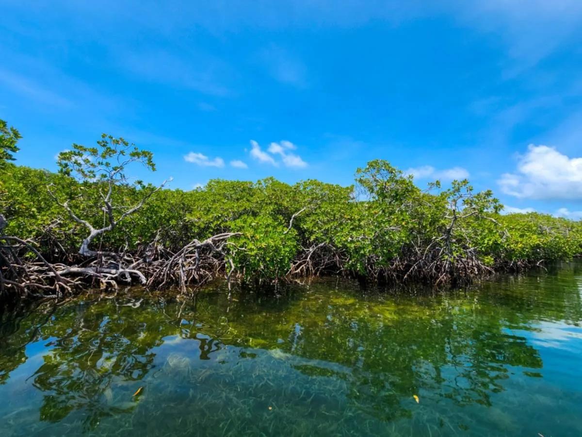 Two Exquisite Parcels on Saddle Caye - Photo 7