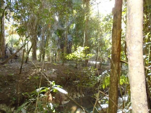 30 plus acres of rugged, elevated and fertile land hugged by two all-weather creeks. - Photo 3