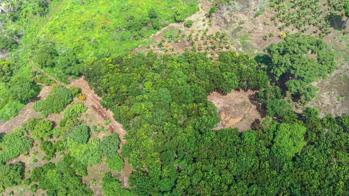 28.5 Acres River Front fully cultivated farm with Mahogany and mixed fruit trees. - Photo 4