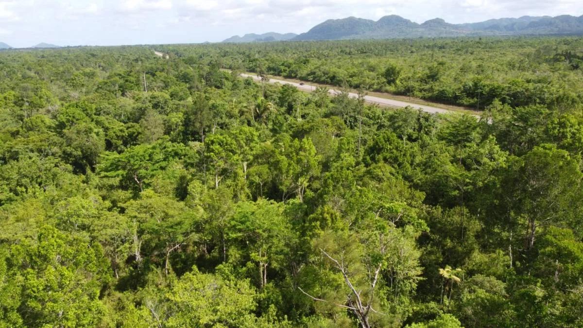 Create your amazing dream estate, an exceptional opportunity to purchase 20.05 acres! - Photo 4