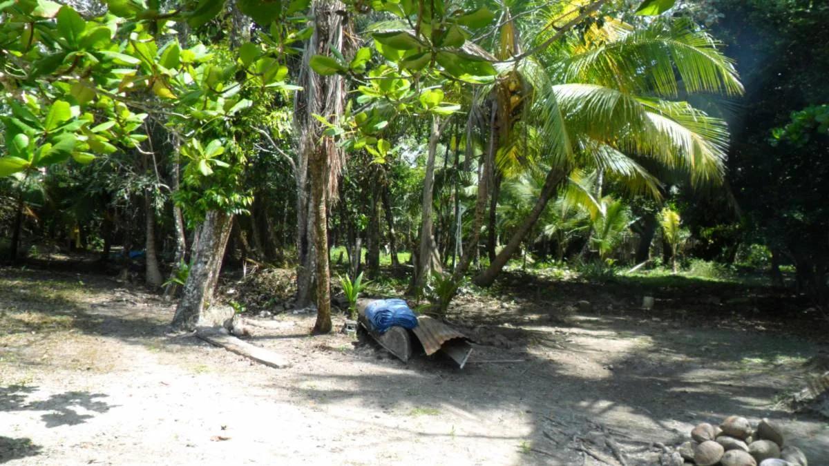 Seventeen plus beautiful acres of land at the mouth of the Moho River and the Caribbean Sea. - Photo 4