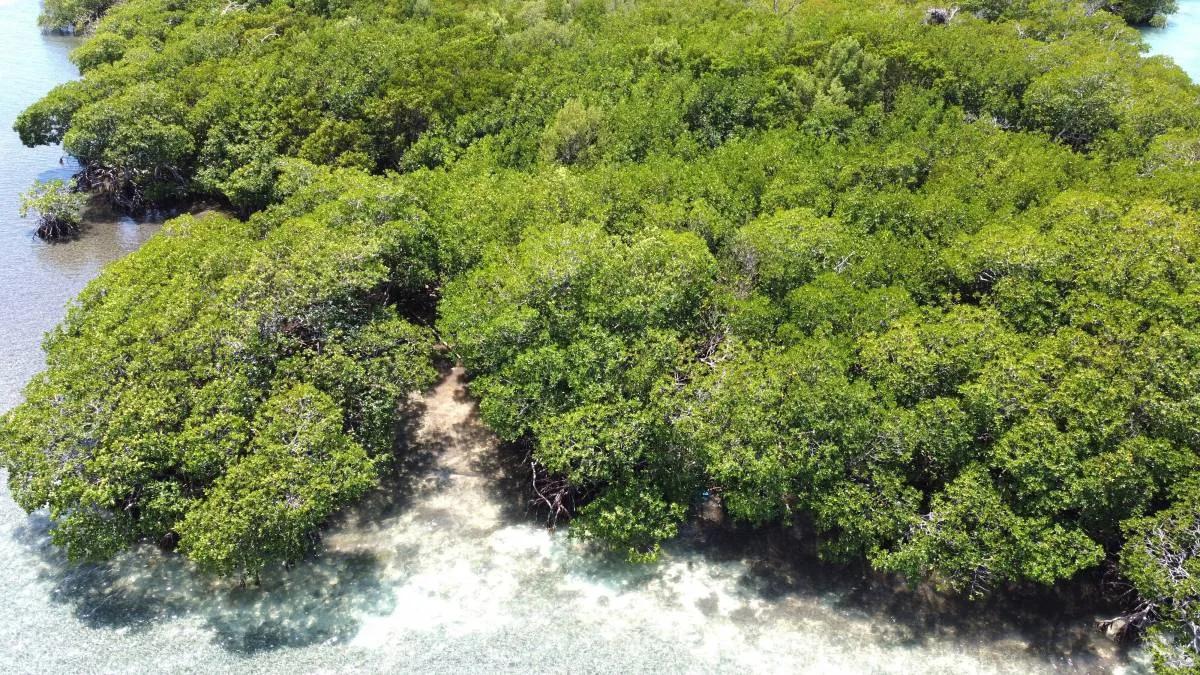 Secluded Private Island – Sand Fly Caye - Photo 7