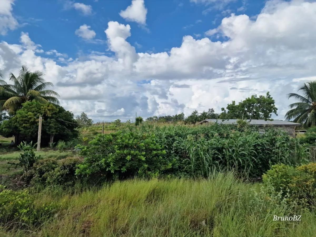 1 acre investment property in Bella Vista (Toledo) For Sale! - Photo 4