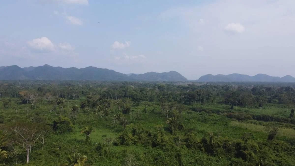 "Riverside Tranquility: 30.119 Acres of Pristine Paradise near San Felipe Village, Toledo" - Photo 8
