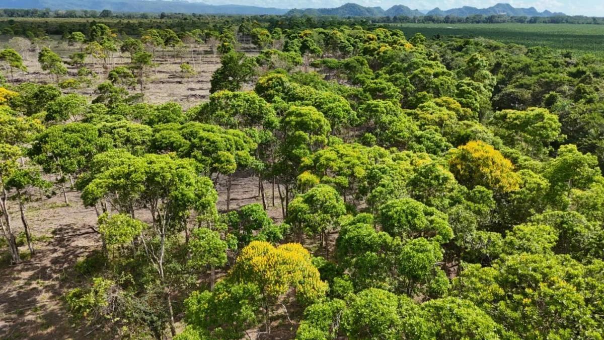383 Acres of Agricultural & Investment Potential – Bladen, Belize