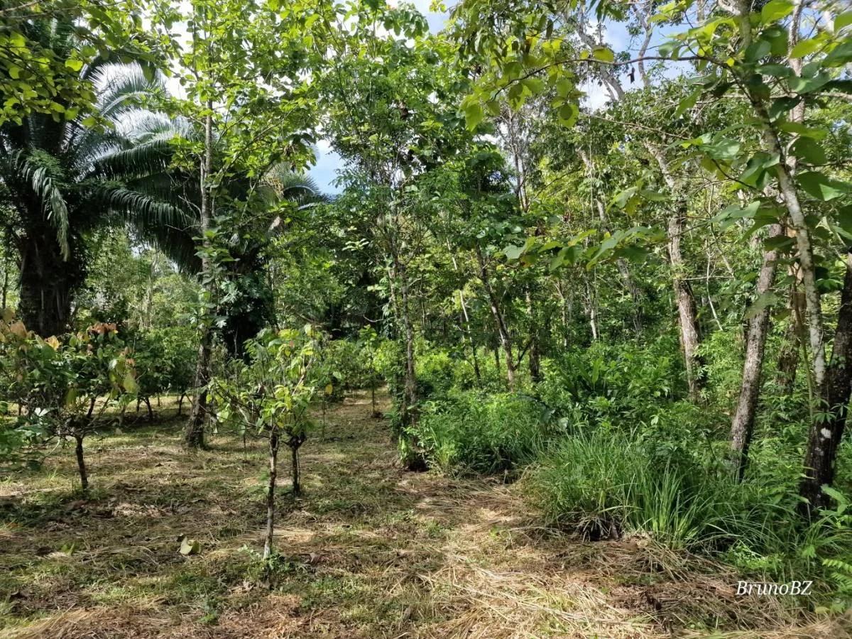 Beautiful, unique Teak and Cacao farm with 299.19 acres in Toledo - Photo 8