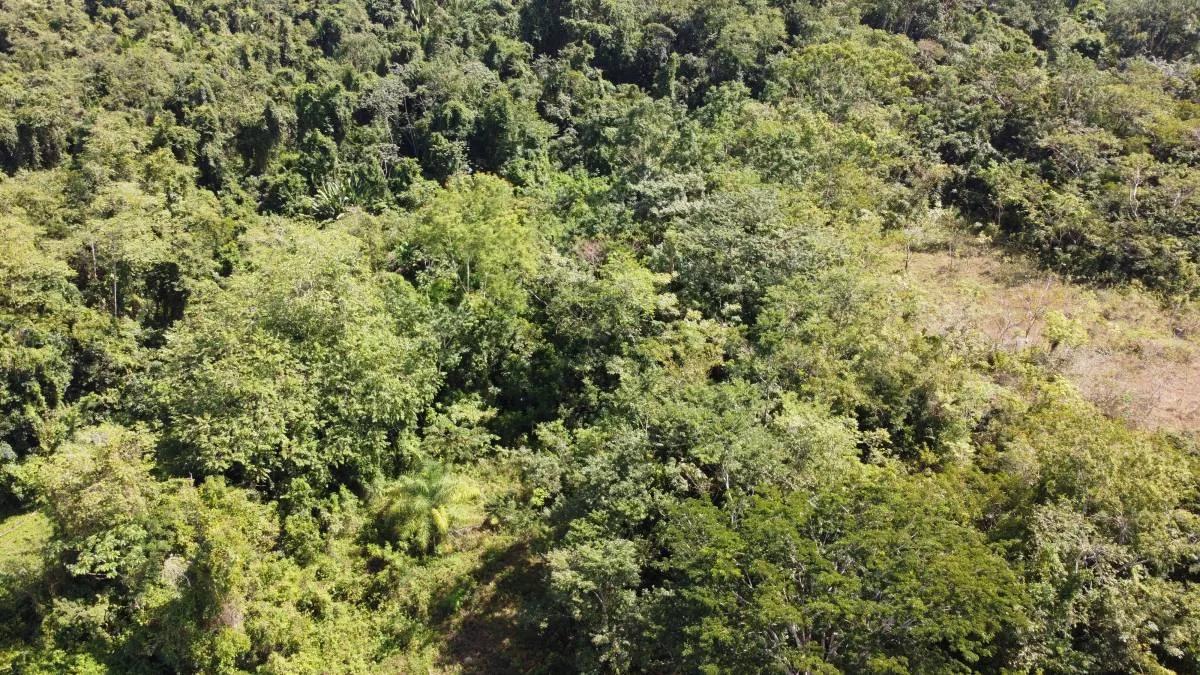 28 acres next to the Maya House of Cacao in Toledo - Photo 7