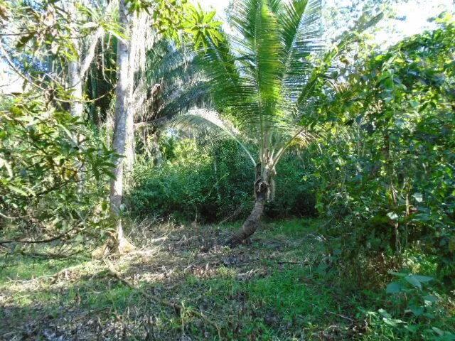 30 plus acres of rugged, elevated and fertile land hugged by two all-weather creeks. - Photo 5