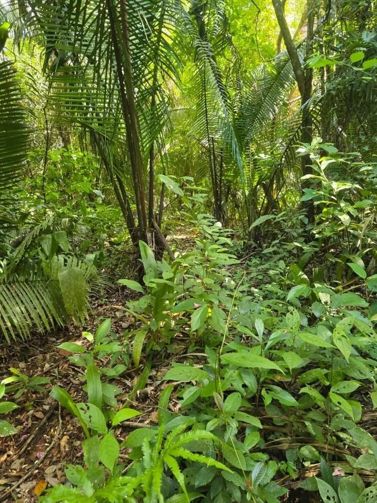 22 Acres Investment Opportunity in Crique Troso, Mafredi Village, Toledo District - Photo 2