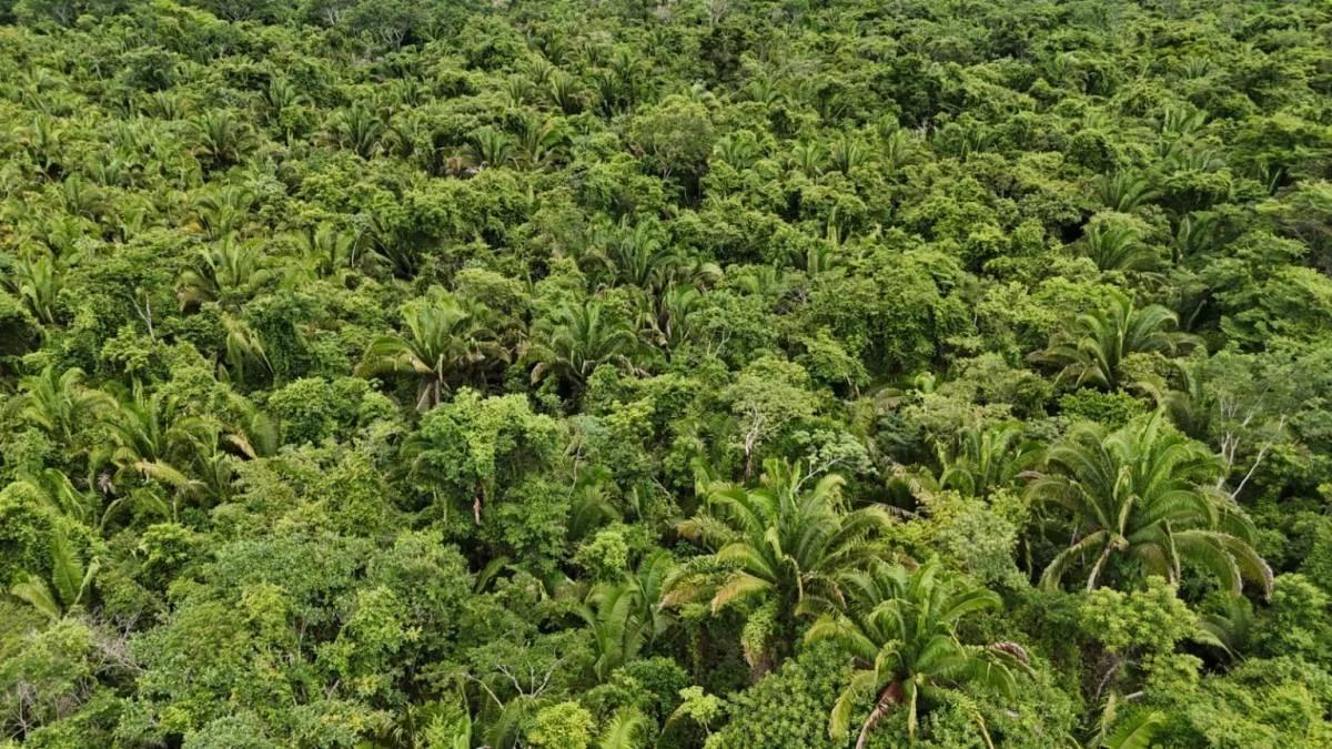 22 Acres Investment Opportunity in Crique Troso, Mafredi Village, Toledo District - Photo 3