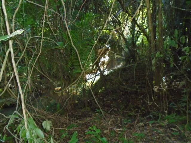 30 plus acres of rugged, elevated and fertile land hugged by two all-weather creeks. - Photo 4