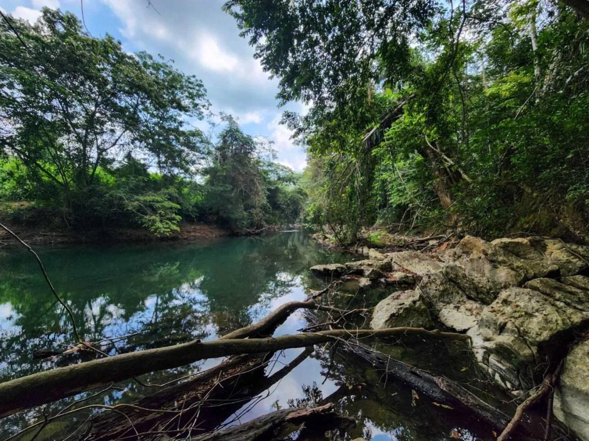 28.2 Acres Of Riverfront In Big Falls - Photo 4