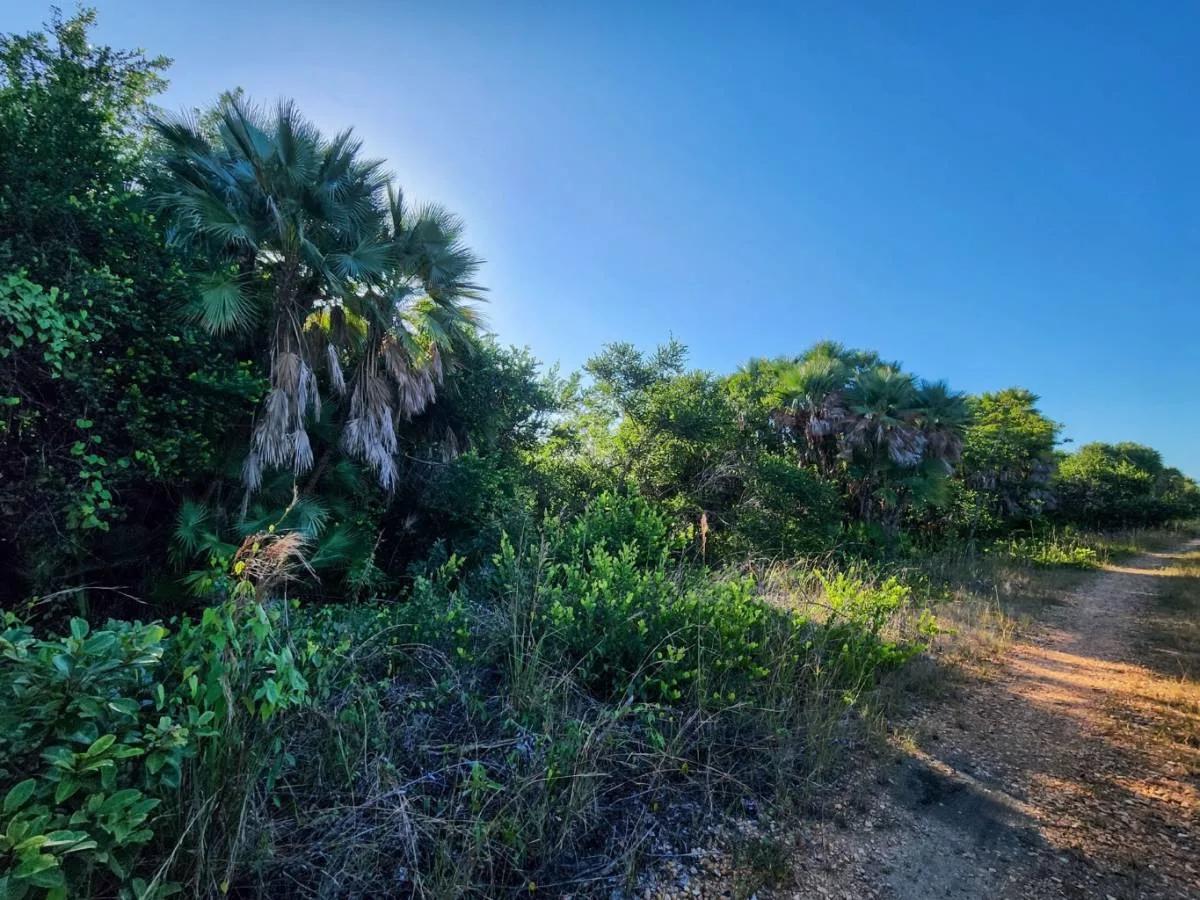 Paradise Found: Caribbean Way Estates - Photo 7
