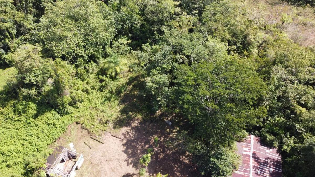 28 acres next to the Maya House of Cacao in Toledo - Photo 5