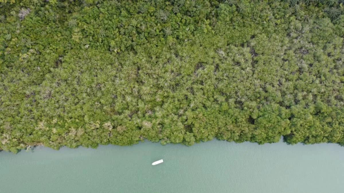 "Prime Riverside Majesty: 50 Acres of Untouched land in the Moho River, Toledo District" - Photo 3