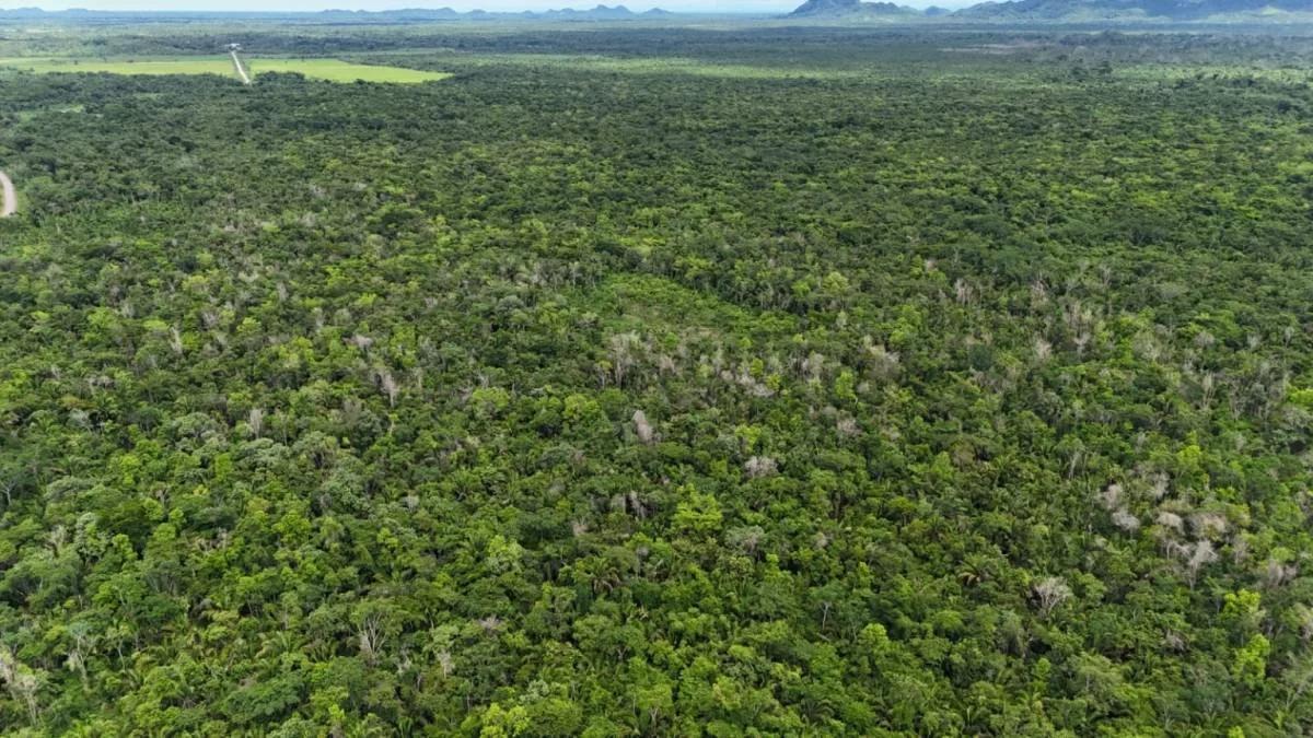 20 Acres in Crique Troso, Mafredi, Toledo District - Photo 2