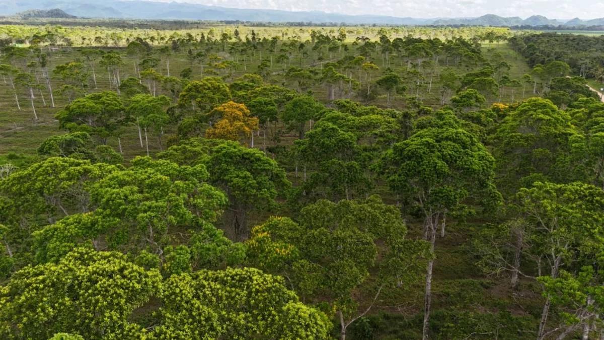 383 Acres of Agricultural & Investment Potential – Bladen, Belize - Photo 6