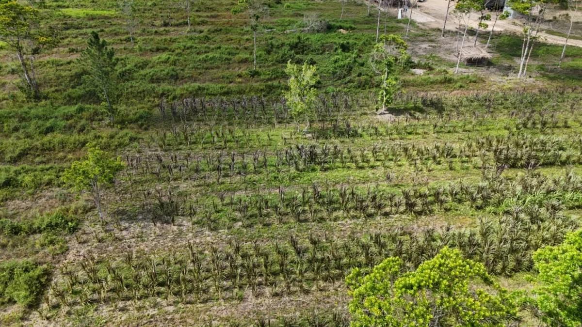 383 Acres of Agricultural & Investment Potential – Bladen, Belize - Photo 7